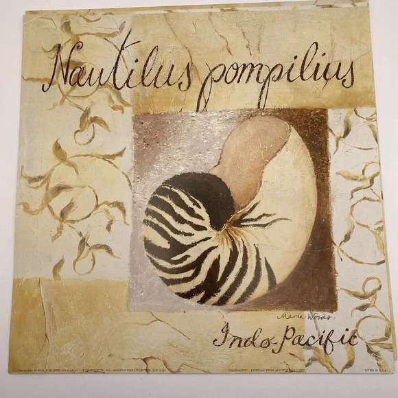 Lot Of 4 Shell‎ Art Prints 12x12 Caribbean, Japan, Gulf of Mexico, Indo Pacific - Picture 2 of 10